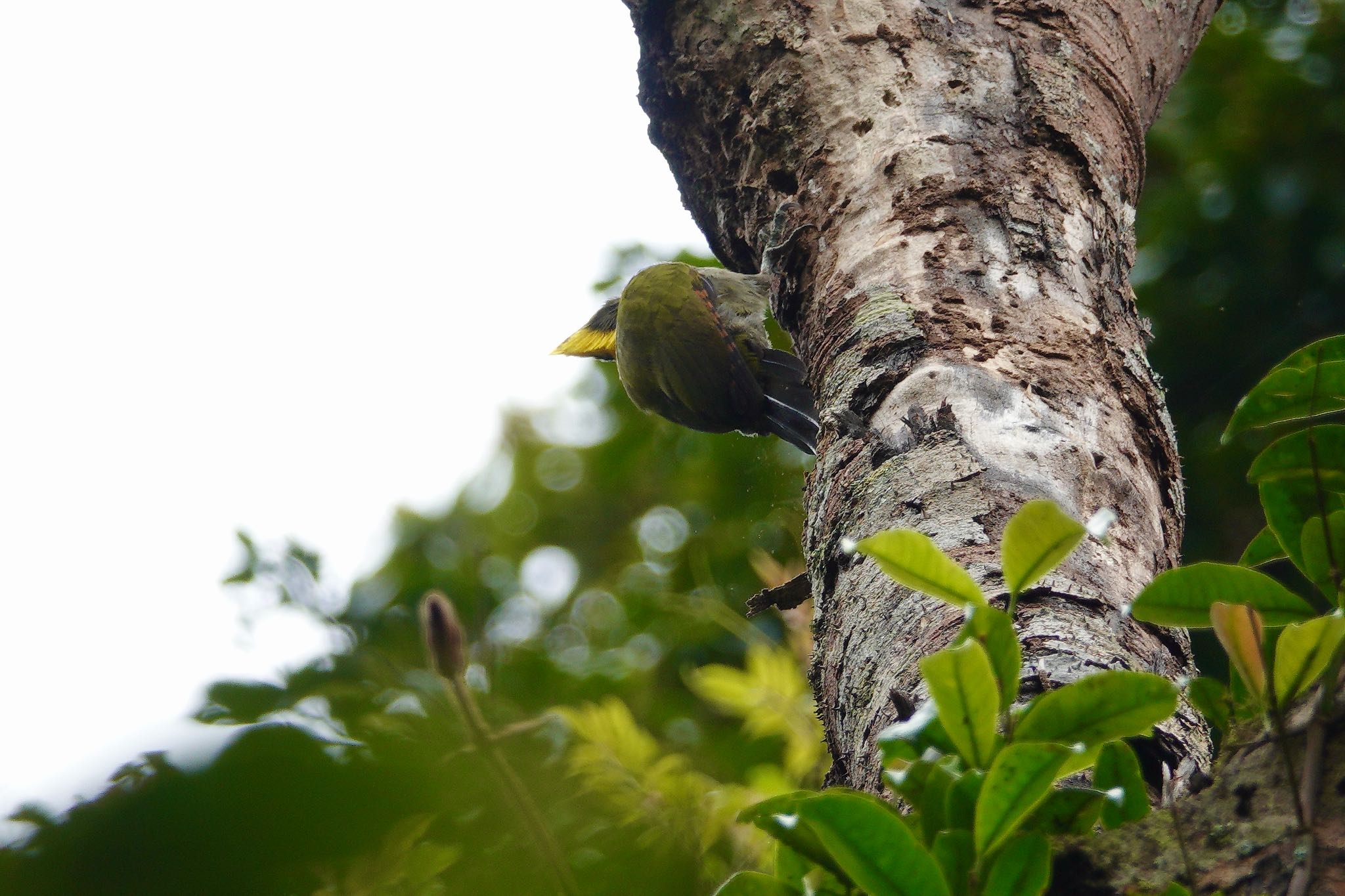 Greater Yellownape