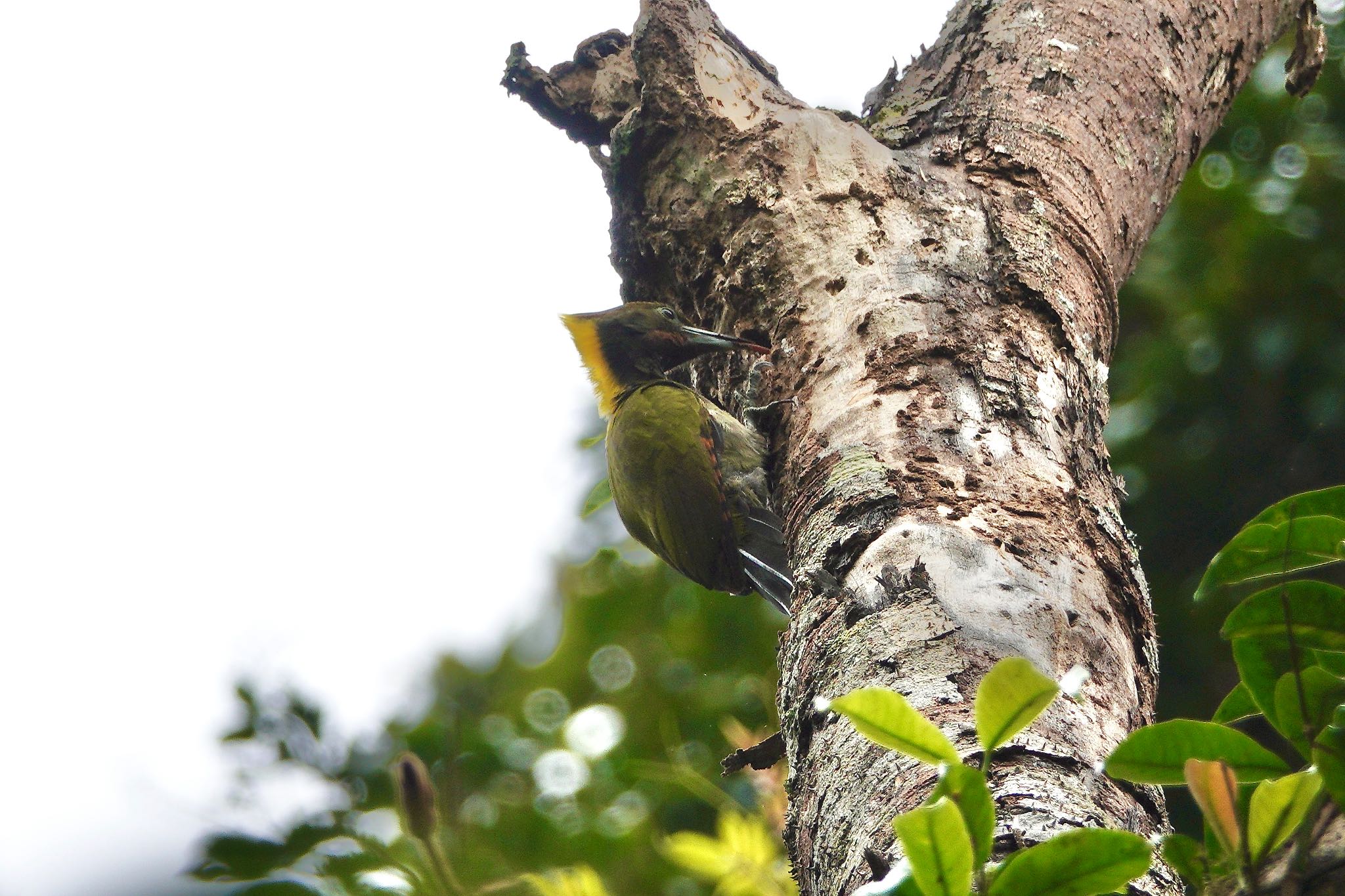 Greater Yellownape