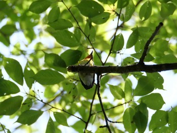 Narcissus Flycatcher 秩父 Fri, 4/21/2023