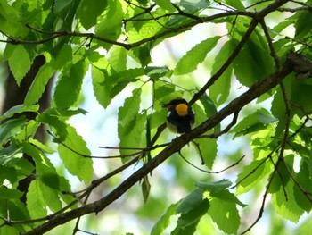 Narcissus Flycatcher 秩父 Fri, 4/21/2023