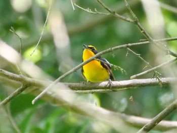 Narcissus Flycatcher 秩父 Fri, 4/21/2023