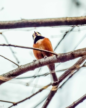 Varied Tit Machida Yakushiike Park Tue, 1/24/2023