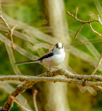 Long-tailed Tit Machida Yakushiike Park Tue, 1/24/2023