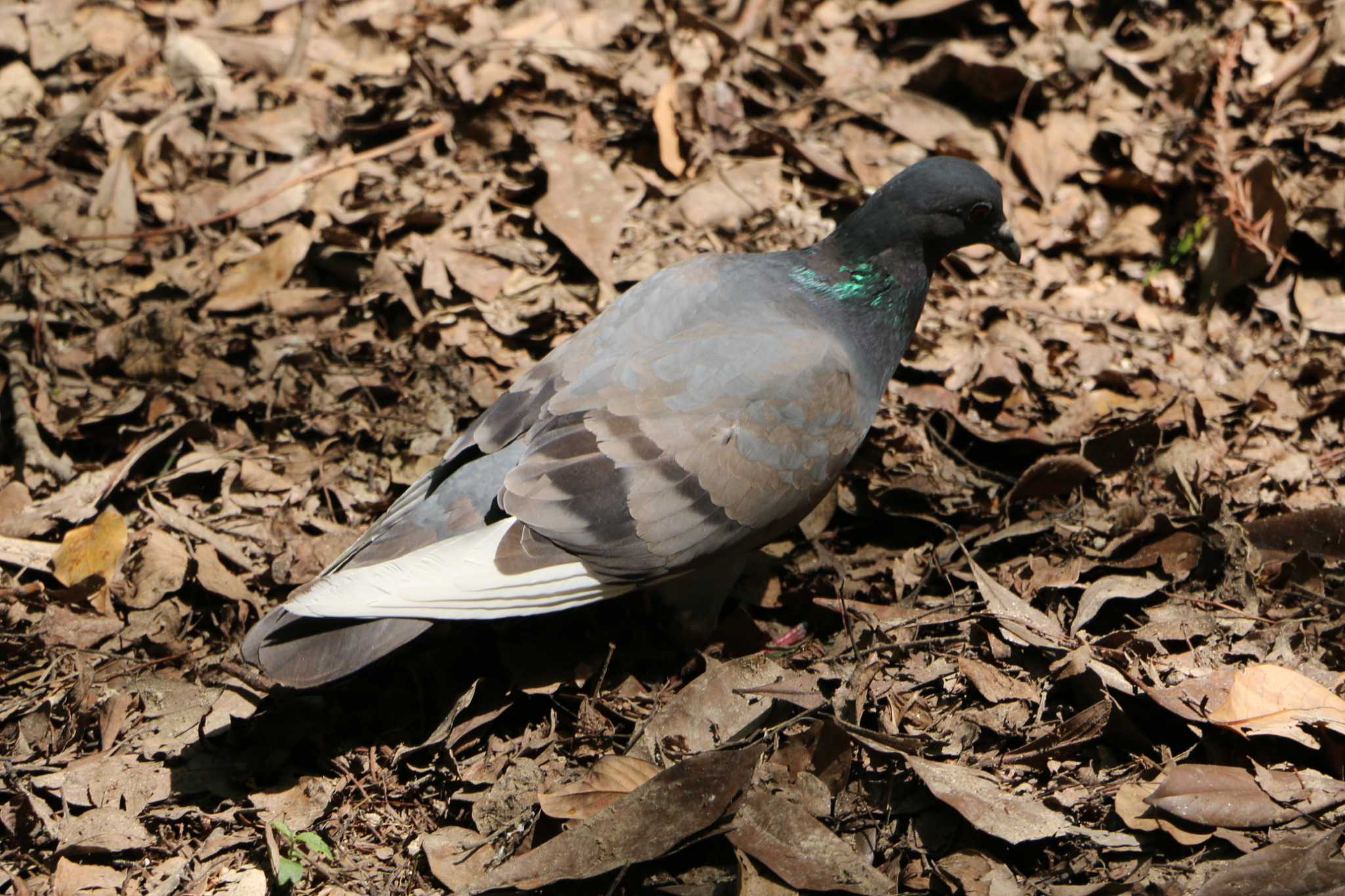 Photo of Rock Dove at 越谷久伊豆神社 by 走りやもどき