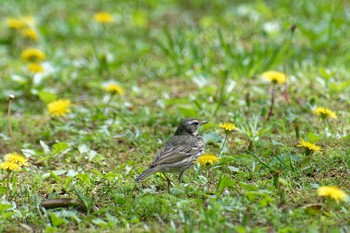 2023年4月21日(金) 横浜市立金沢自然公園の野鳥観察記録