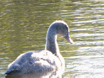 Black Swan Jerrabomberra Wetlands, Fyshwick, ACT, Australia Fri, 4/14/2023
