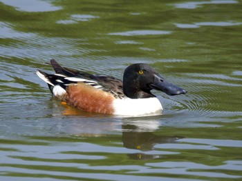 2023年4月21日(金) 洞峰公園の野鳥観察記録