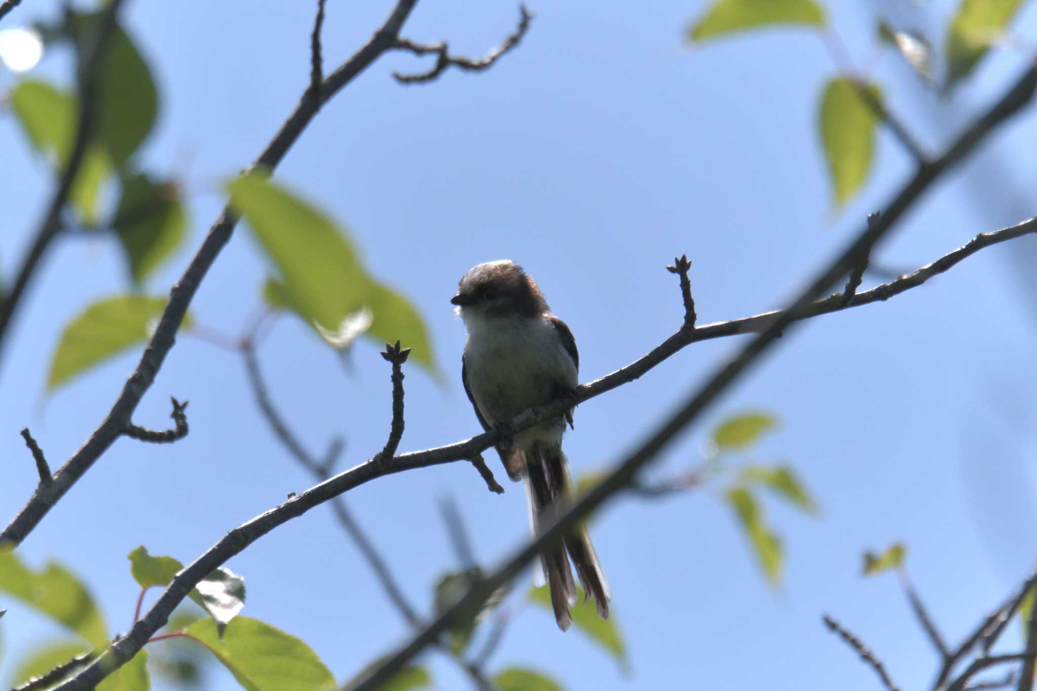 三重県上野森林公園 エナガの写真 by masatsubo