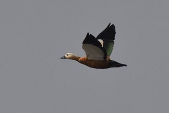 Ruddy Shelduck Daijugarami Higashiyoka Coast Thu, 4/20/2023