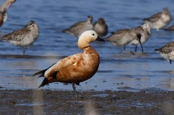 Ruddy Shelduck Daijugarami Higashiyoka Coast Thu, 4/20/2023