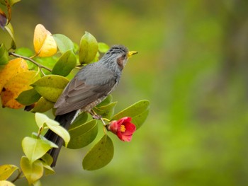 Brown-eared Bulbul Toyanogata Fri, 4/21/2023