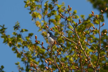Siberian Blue Robin Unknown Spots Wed, 4/19/2023