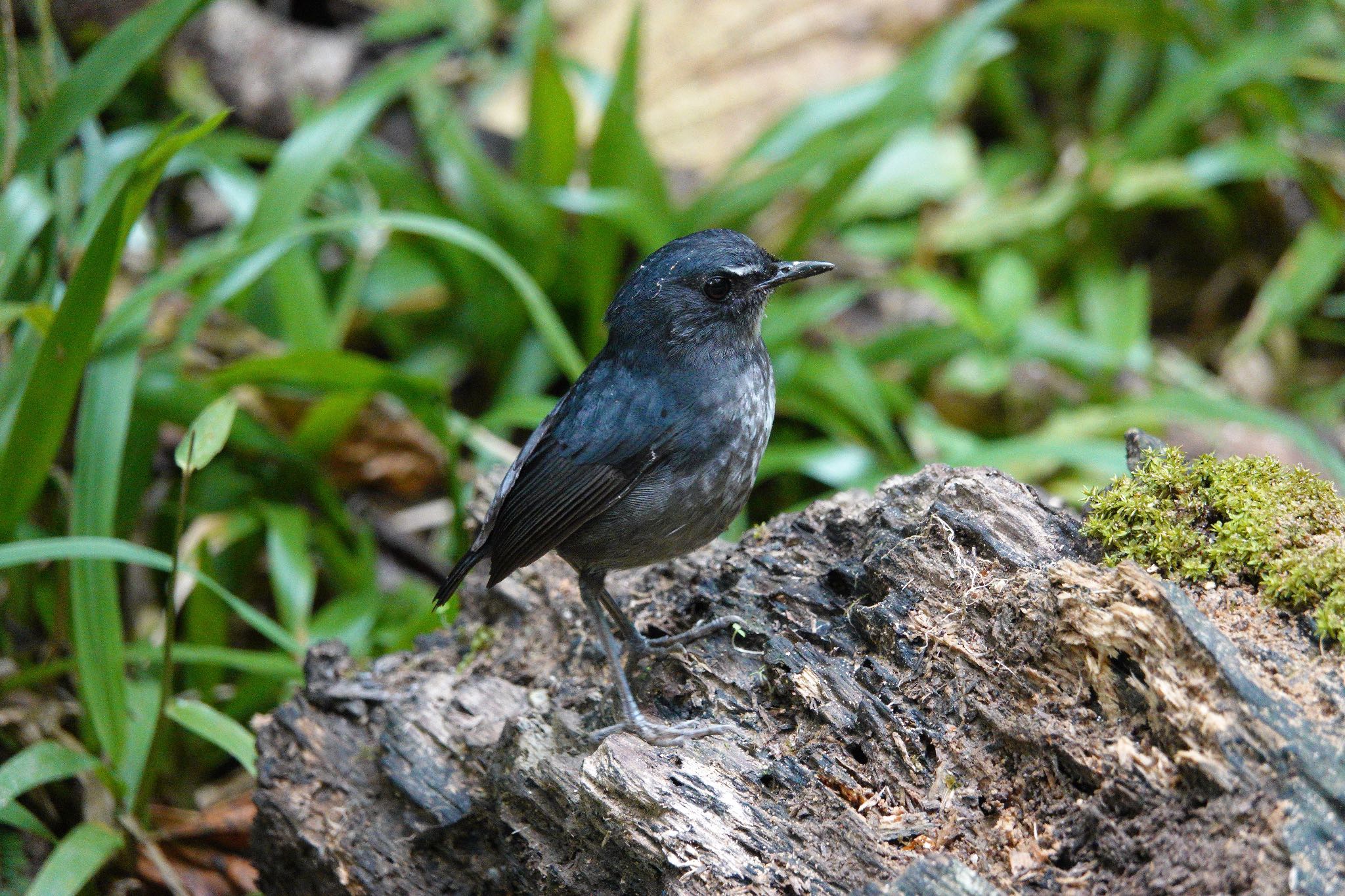 Lesser Shortwing