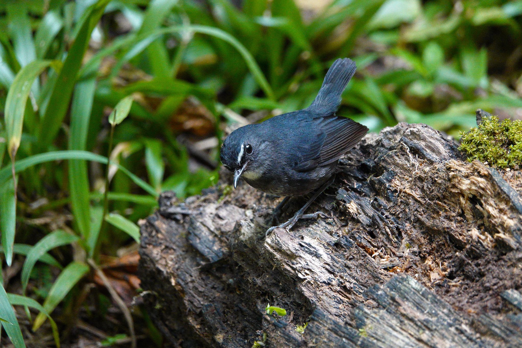 Photo of Lesser Shortwing at Fraser's Hill by のどか