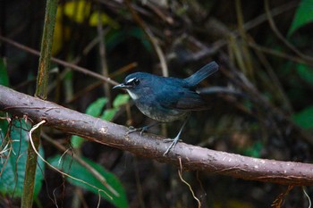 Lesser Shortwing