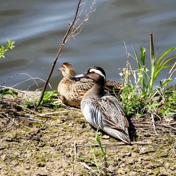 2023年4月21日(金) 境川遊水地公園の野鳥観察記録