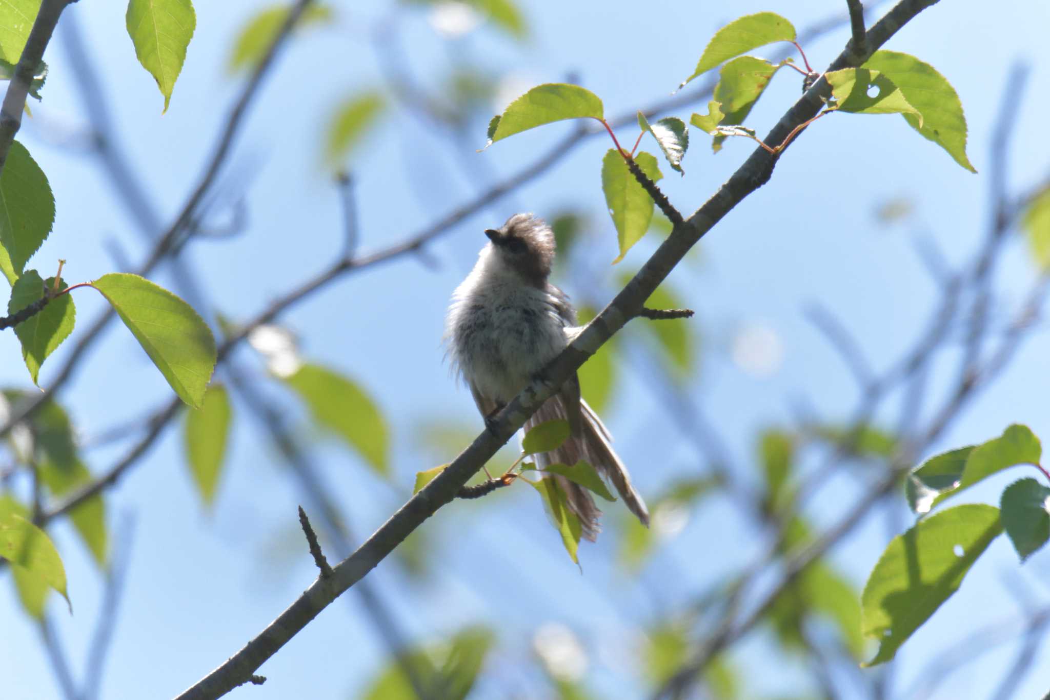 三重県上野森林公園 エナガの写真 by masatsubo