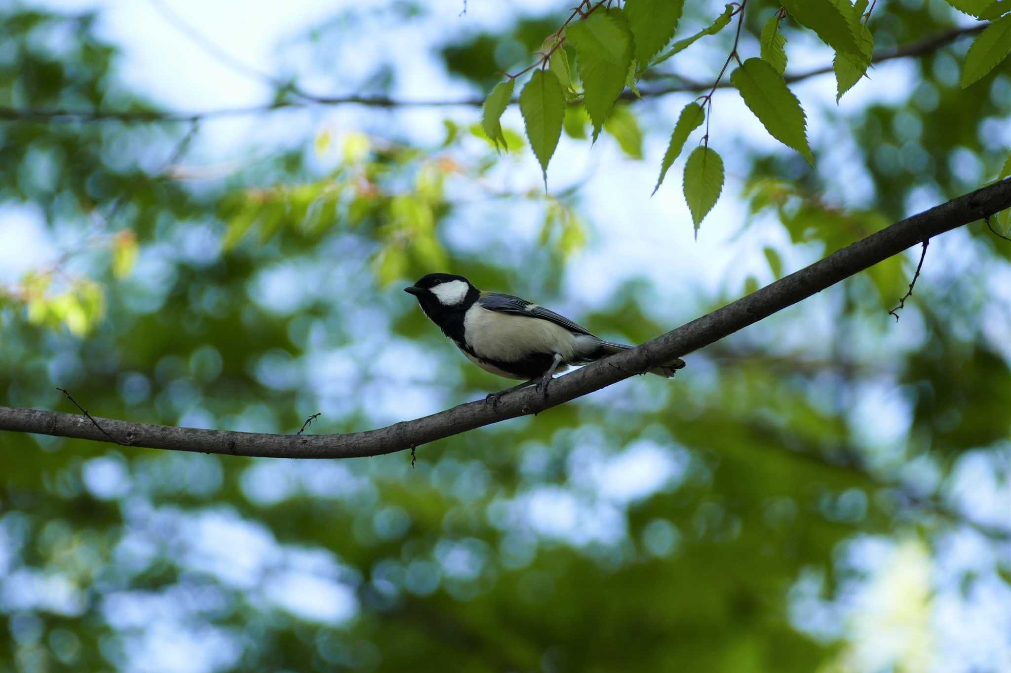 Photo of Japanese Tit at 東京都 by アカウント5509