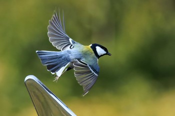 シジュウカラ 馬見丘陵公園 2023年3月9日(木)