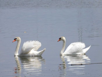 2023年4月20日(木) 下手賀沼の野鳥観察記録