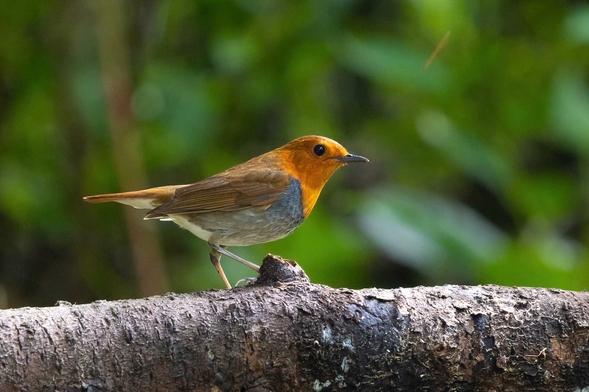 Photo of Japanese Robin at  by My