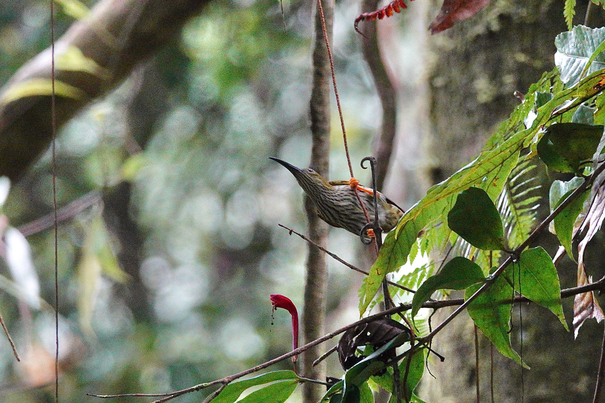 Streaked Spiderhunter