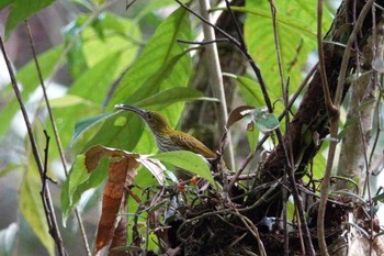 Streaked Spiderhunter Fraser's Hill Fri, 3/10/2023