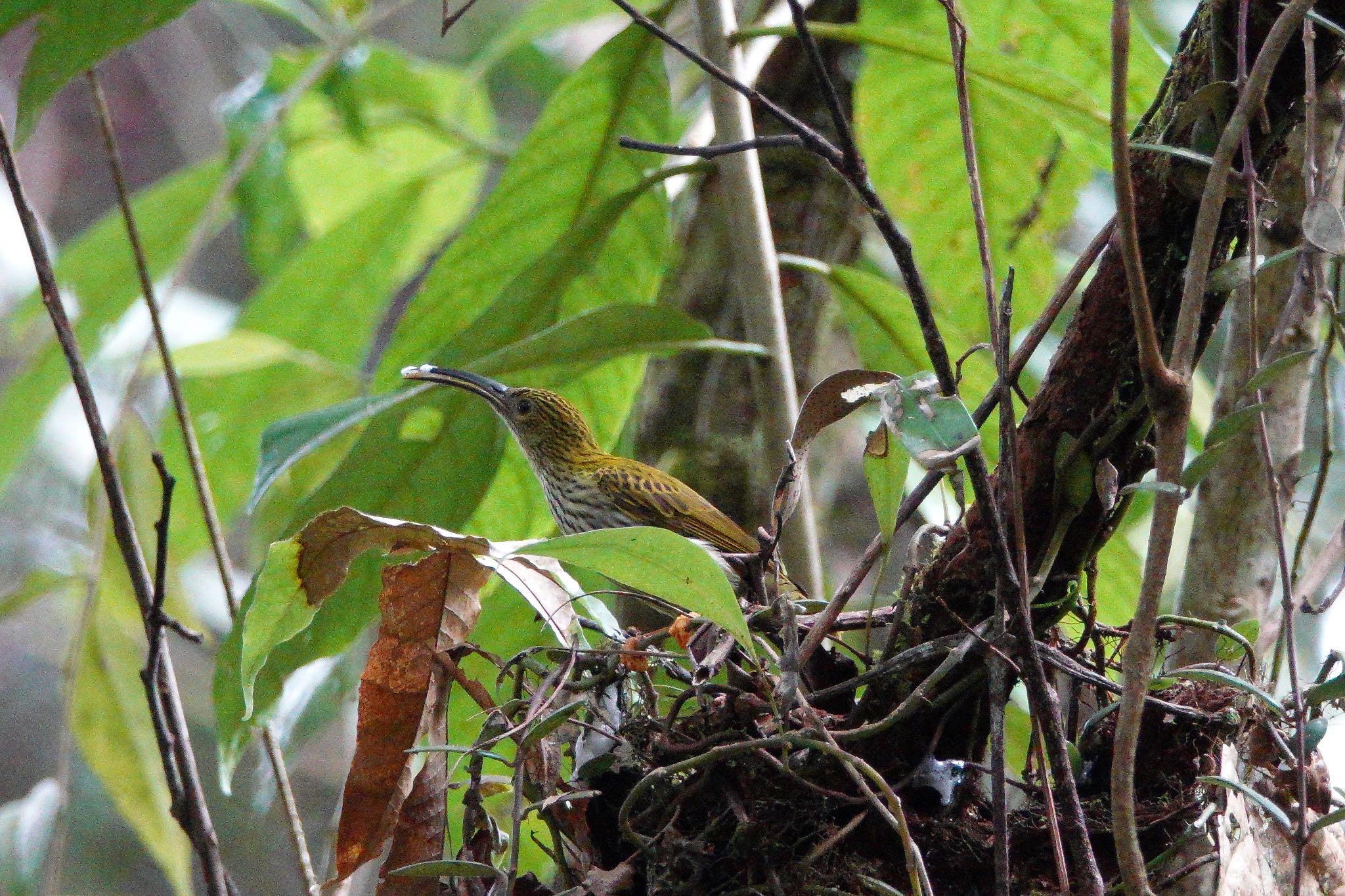 Photo of Streaked Spiderhunter at Fraser's Hill by のどか