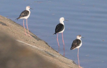 2023年4月20日(木) 土留木川河口(東海市)の野鳥観察記録