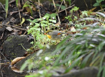 2023年4月16日(日) 東京都立桜ヶ丘公園(聖蹟桜ヶ丘)の野鳥観察記録