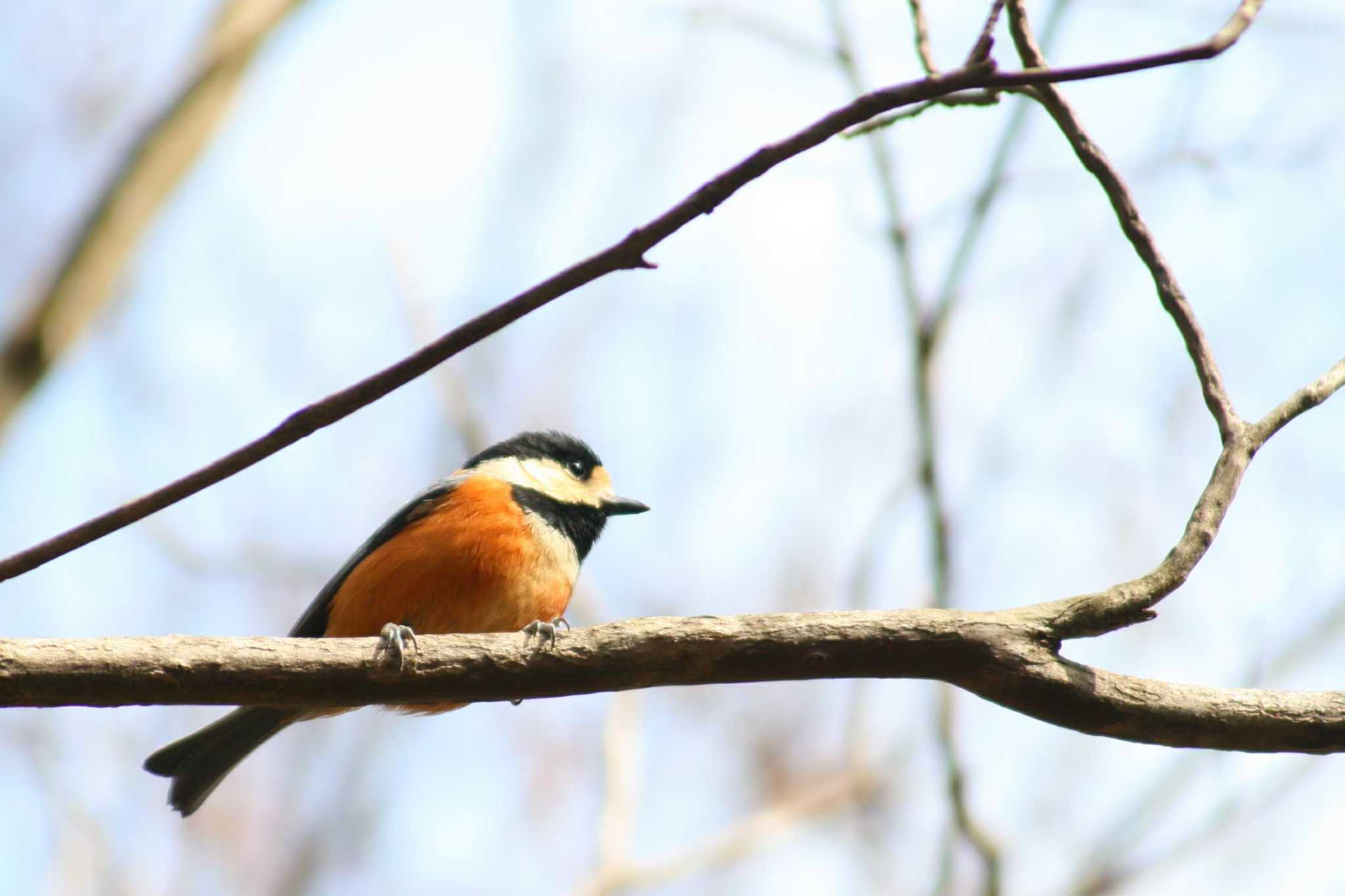 西湖野鳥の森公園 ヤマガラの写真 by alba