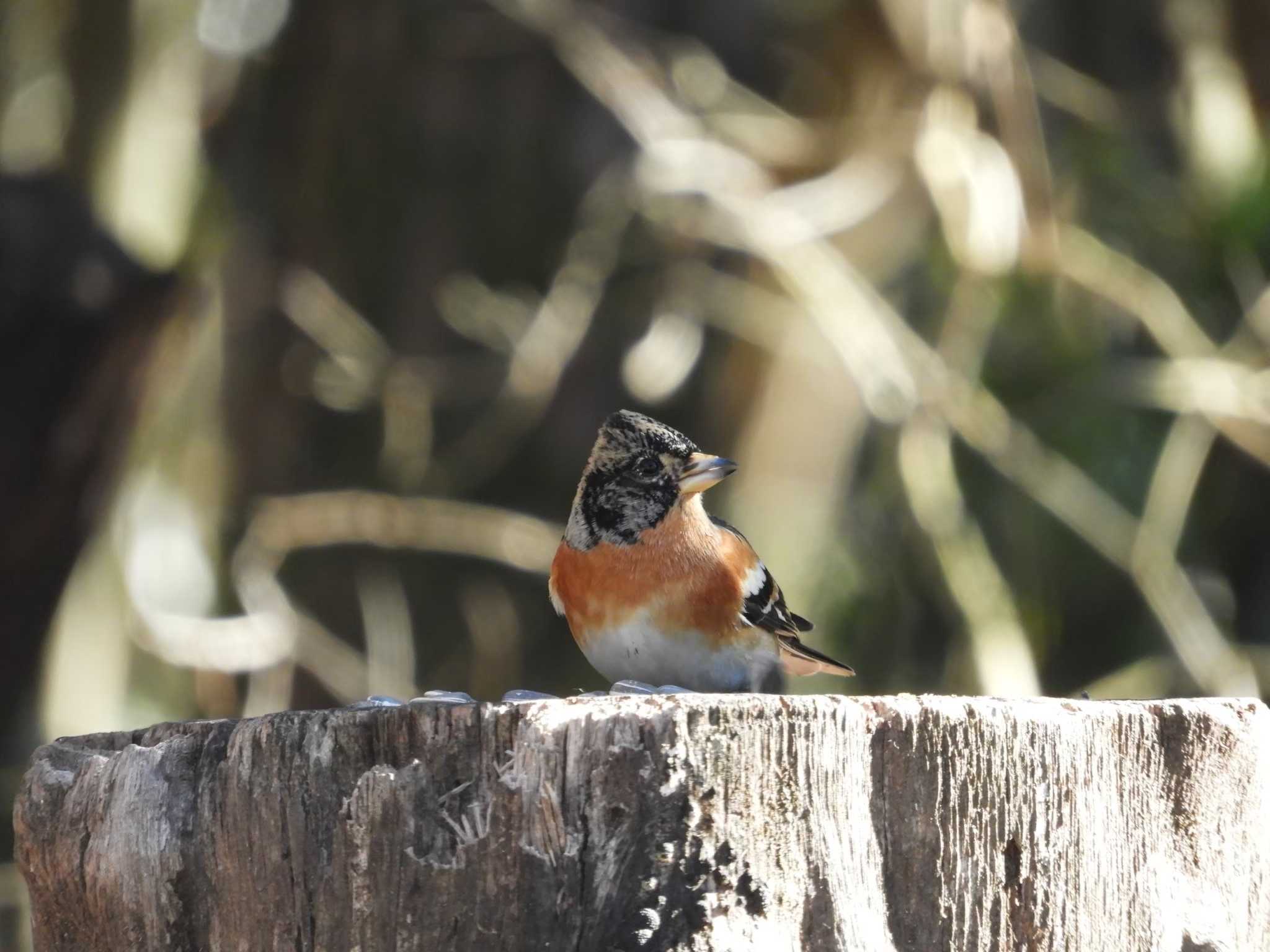 西湖野鳥の森公園 アトリの写真 by alba