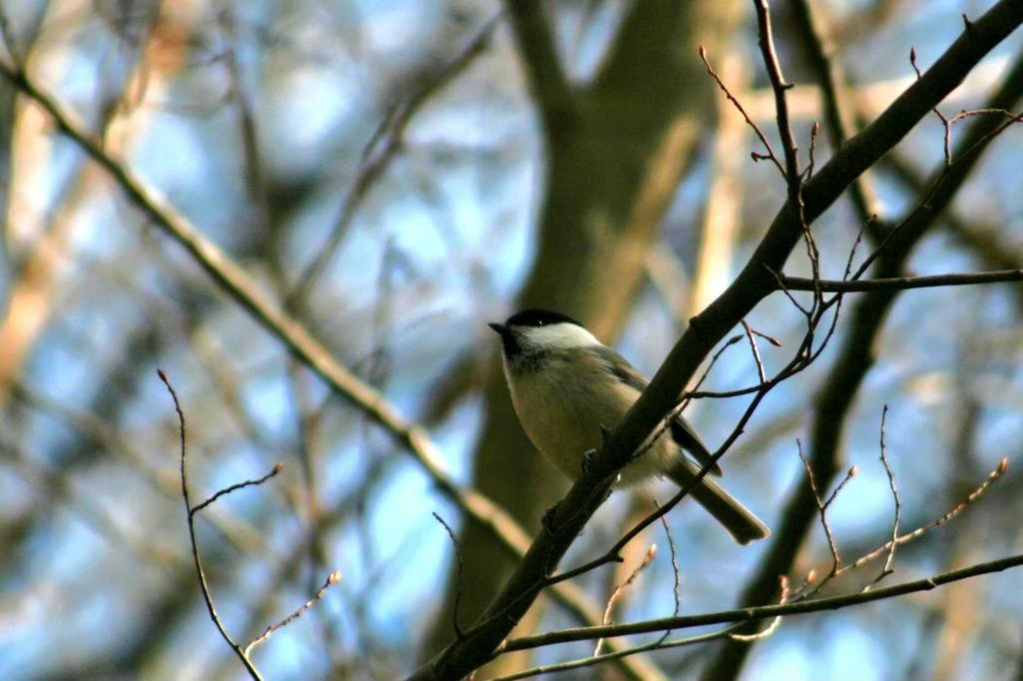 西湖野鳥の森公園 コガラの写真 by alba