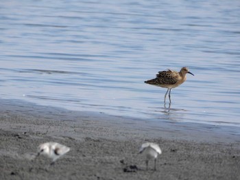 2019年9月5日(木) ふなばし三番瀬海浜公園の野鳥観察記録