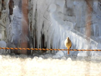 ジョウビタキ 西湖野鳥の森公園 2021年12月29日(水)