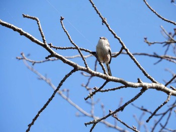 エナガ 袖ヶ浦公園 撮影日未設定