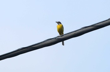 Sat, 6/2/2018 Birding report at 高尾