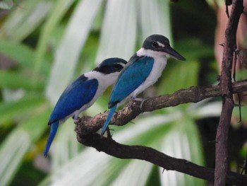 Collared Kingfisher Gardens by the Bay (Singapore) Thu, 2/23/2023