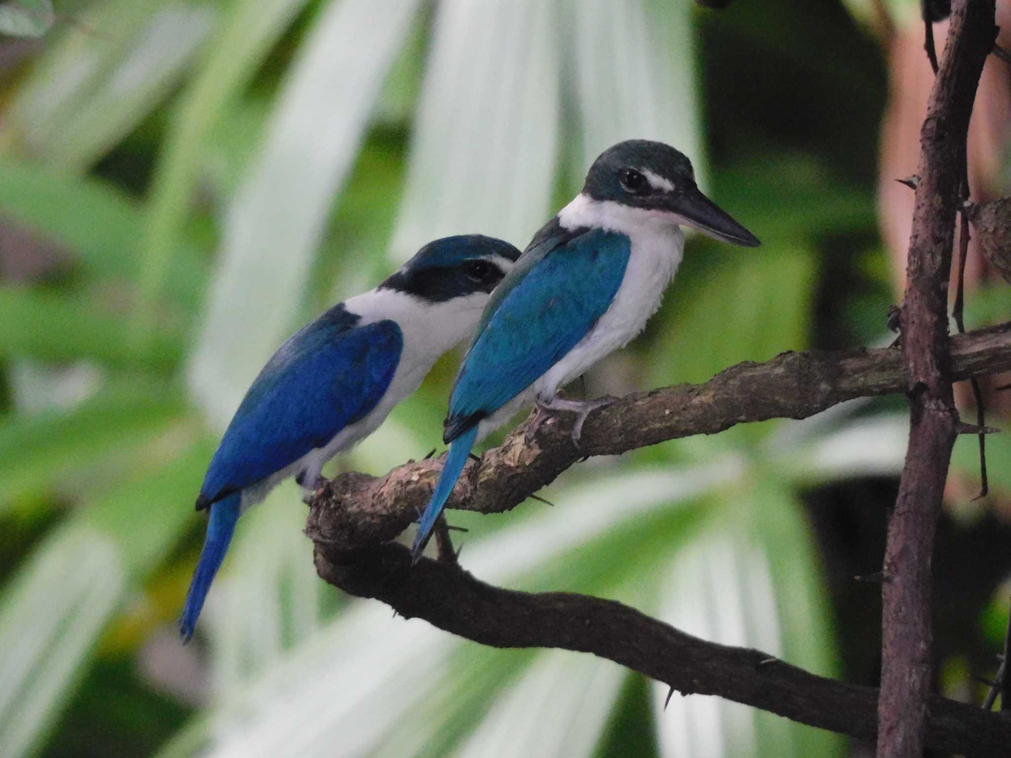 Collared Kingfisher