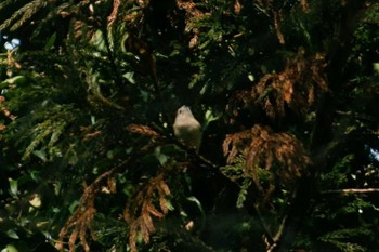 2019年2月14日(木) 秋ヶ瀬公園の野鳥観察記録