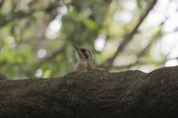 Japanese Green Woodpecker Unknown Spots Wed, 5/30/2018