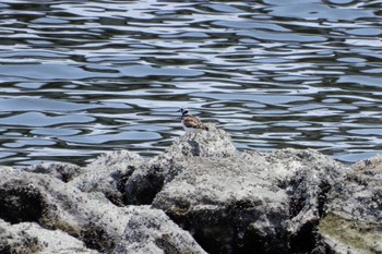 キョウジョシギ 東京港野鳥公園 2019年5月19日(日)