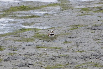 コチドリ 東京港野鳥公園 2019年5月19日(日)