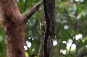 Japanese Green Woodpecker Unknown Spots Wed, 5/30/2018