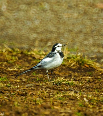 White Wagtail Machida Yakushiike Park Tue, 1/24/2023