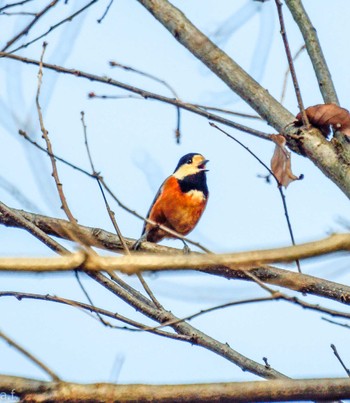 Varied Tit Machida Yakushiike Park Tue, 1/24/2023