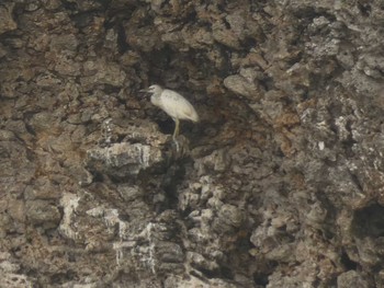 Pacific Reef Heron Yoron Island Thu, 5/31/2018