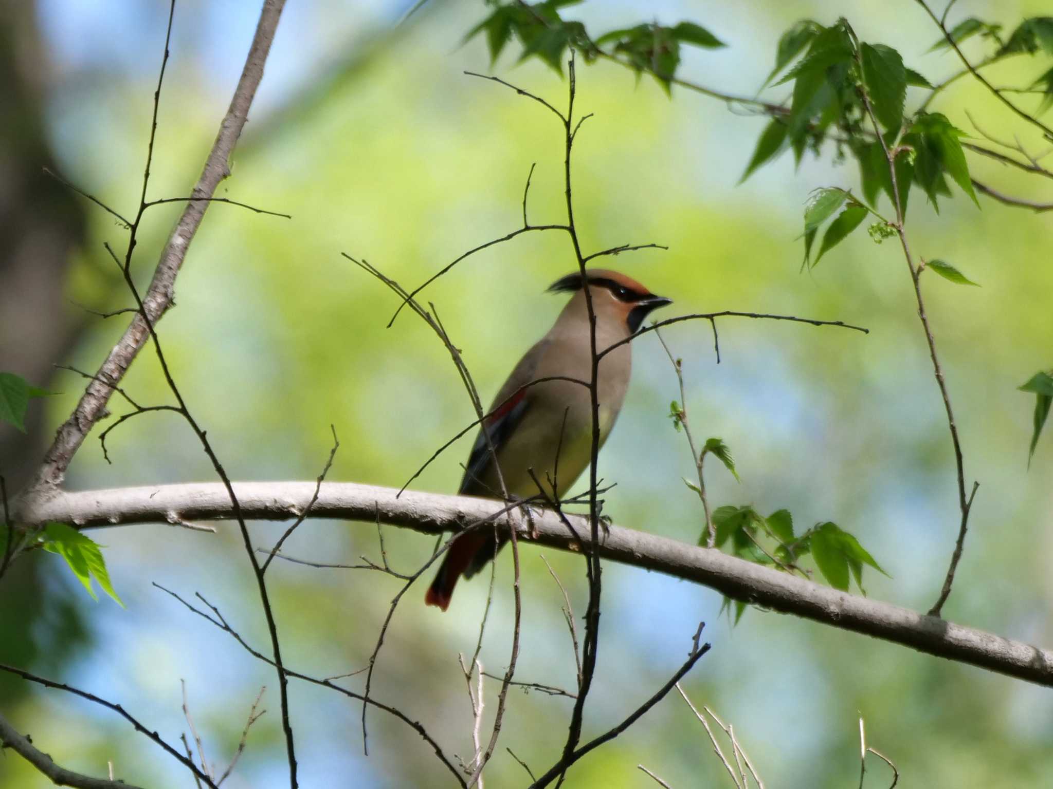 埼玉県 ヒレンジャクの写真 by little birds