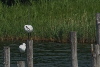 クロツラヘラサギ 葛西臨海公園 2023年4月12日(水)