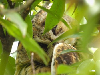 Long-eared Owl Toyanogata Fri, 4/21/2023